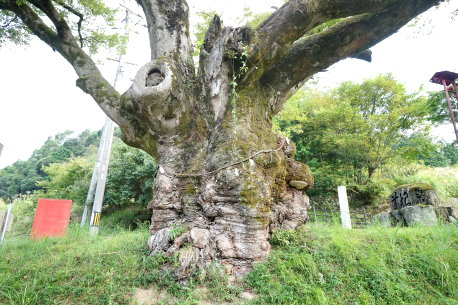 大原神社のケヤキ