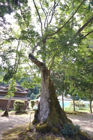 篠神社のムクロジ