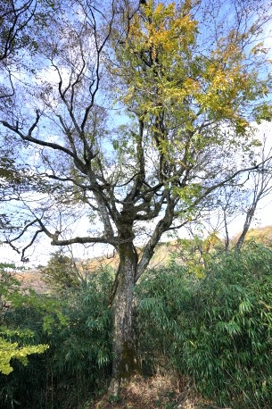 ガラシャの里のイヌシデ