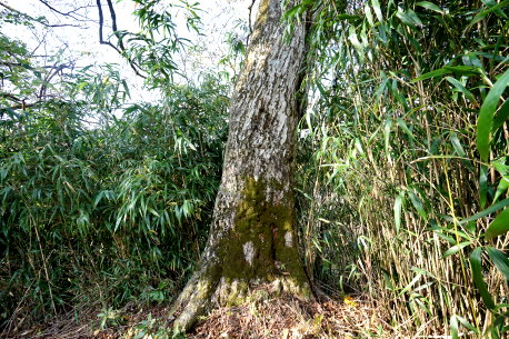 ガラシャの里のイヌシデ