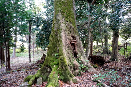 二宮神社のタブノキ