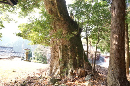 下野神社のタブノキ