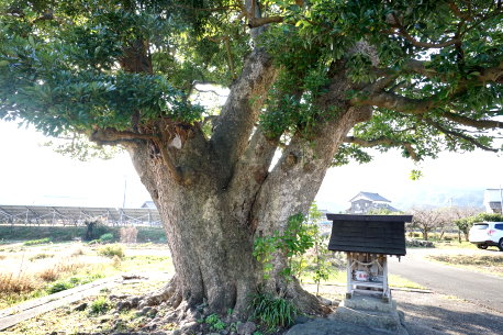 玉川神社のタブノキ