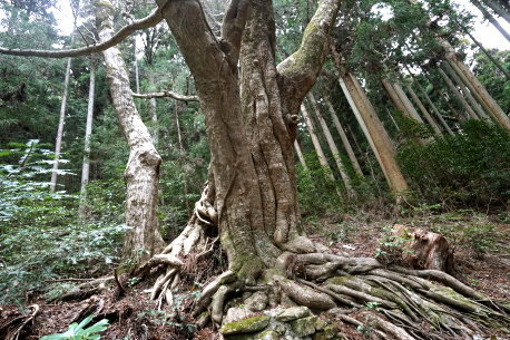 桑平墓地のイロハモミジ