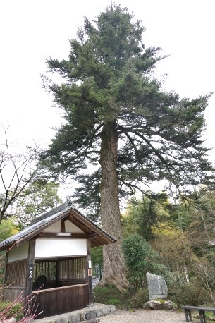 大願寺のモミ
