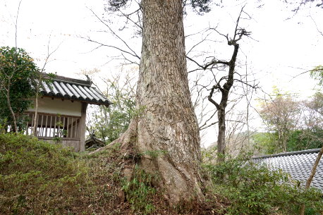 大願寺のモミ
