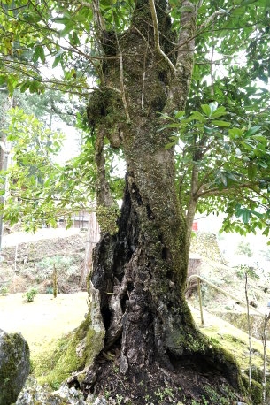 運川寺のタラヨウ