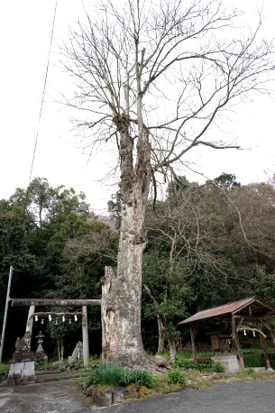 東阿田八幡神社のムクロジ