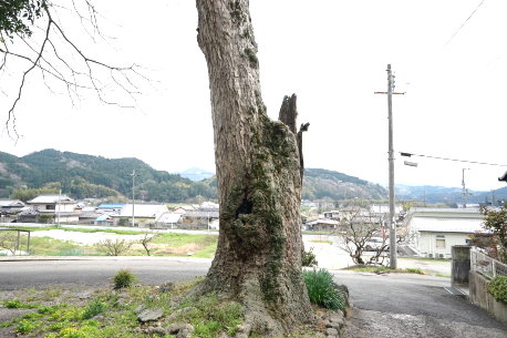 東阿田八幡神社のムクロジ