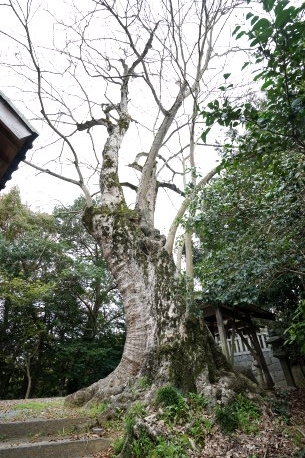 呉津孫神社のムクロジ