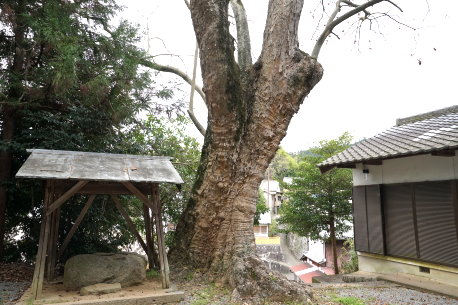 呉津孫神社のムクロジ
