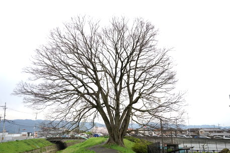 小房町のエノキ