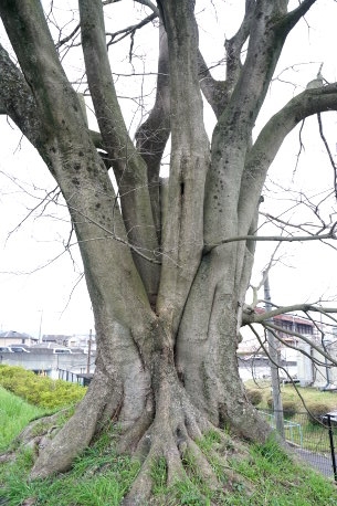 小房町のエノキ